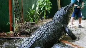 Com mais de 100 anos de idade, maior crocodilo cativo do mundo morre na Austrália
