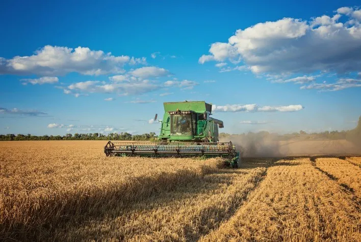 Produção de Trigo no Paraná em 2024 Registra Queda de 36%