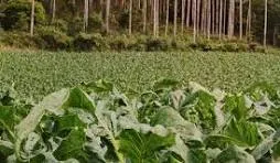 Produtores de tabaco apostam em fertilizante mineral para elevar produtividade e qualidade das folhas