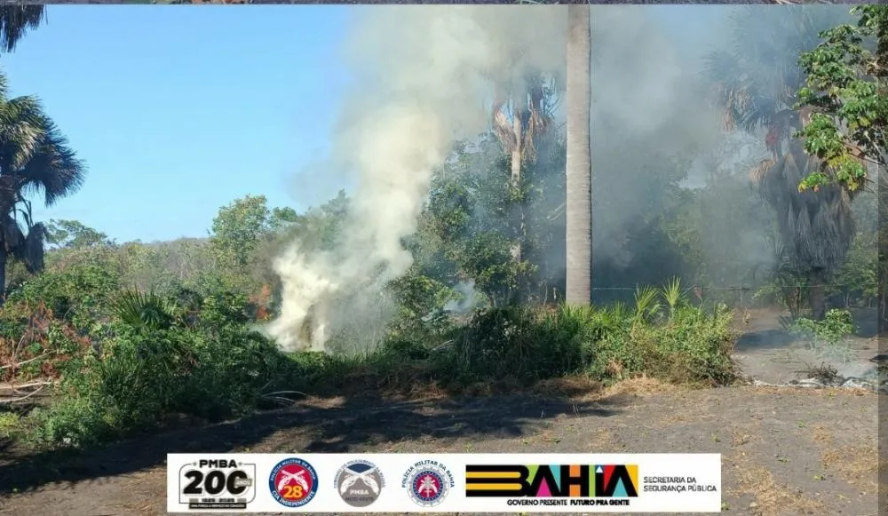 Polícia erradica plantação com 120 mil pés de maconha e apreende 300 kg em Barra (BA)