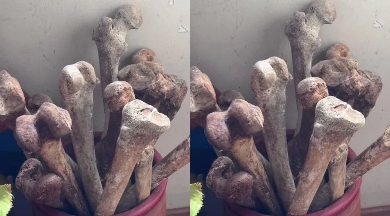 Polícia encontra mais de 12 crânios e diversos ossos humanos em apartamento nos Jardins