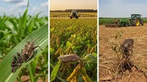 Agro - Manejo antecipado é essencial para proteger a soja nas fases iniciais da safra