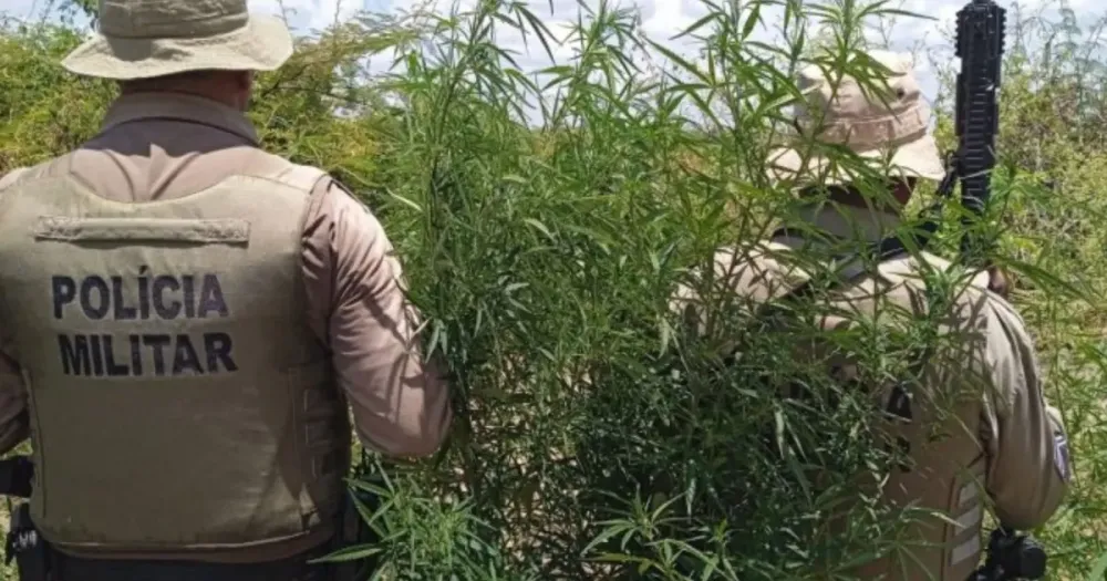 Polícia Militar erradica 23 mil pés de maconha em operação na zona rural de Curaçá