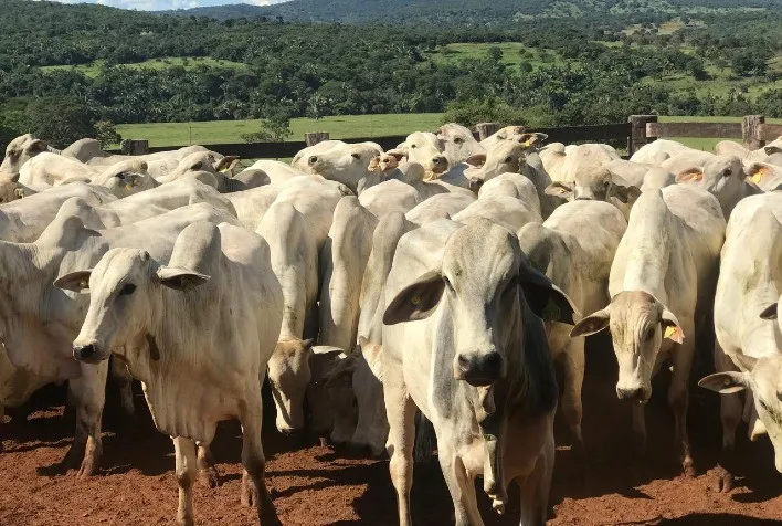 Mercado do boi gordo segue estável, apesar de volatilidade e incertezas com a China