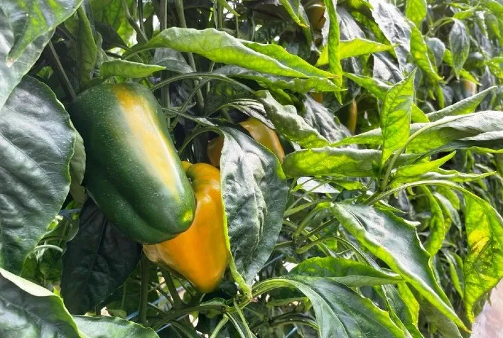 Produção de pimentão avança no Vale do Caí, mas calor e aumento da oferta preocupam produtores