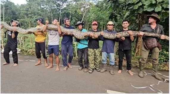 Maior cobra selvagem do mundo é encontrada e bate recorde mundial