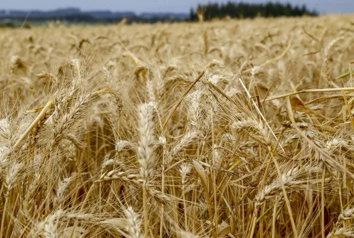 Mercado de trigo começa o ano com negociações lentas e preços pressionados