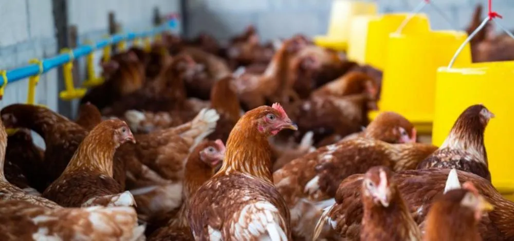 Argentina confirma novo foco de gripe aviária e perde status sanitário internacional