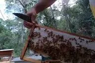 Ataque de abelhas deixa feridos e provoca alerta em comunidade rural de Sento Sé