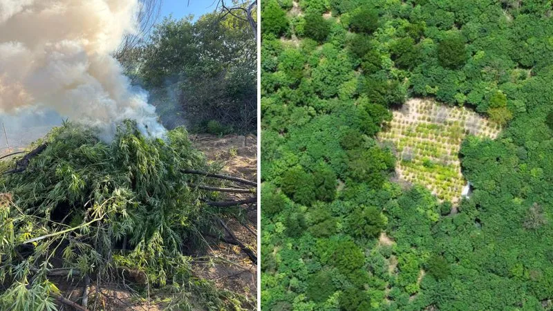 Polícia Militar erradica mais de 4 mil pés de maconha em Casa Nova, no norte da Bahia