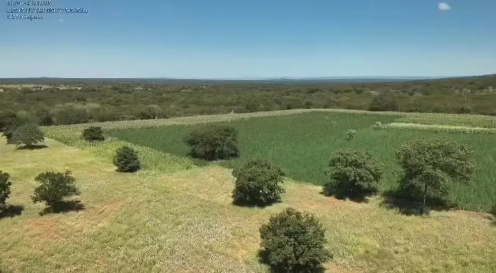 Operação da Polícia Civil erradica 200 mil pés de maconha na Chapada Diamantina
