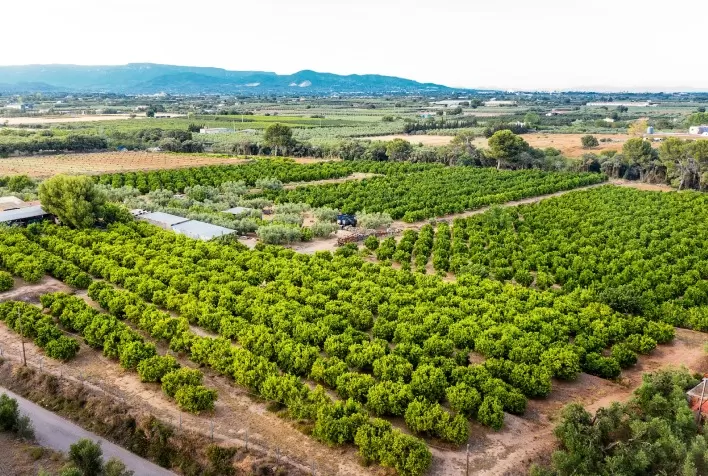 Exportação de frutas cresce e rastreabilidade fortalece competitividade brasileira no mercado internacional