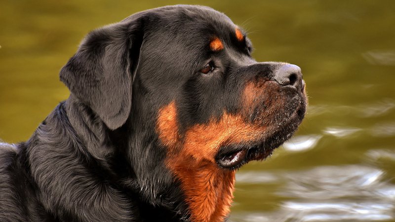 Criança morre após ser atacada por cachorro