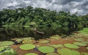 COP28 escolhe Brasil como sede da Conferência do Clima de 2025